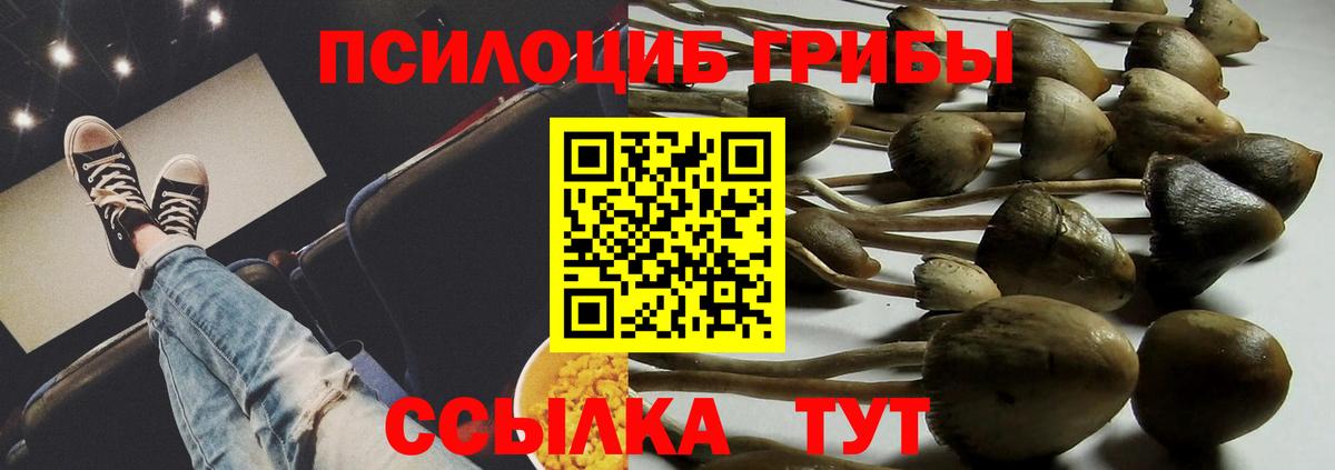 Псилоцибиновые грибы Psilocybe Пушкино